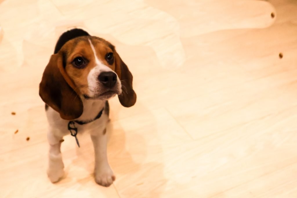 Beagle puppy