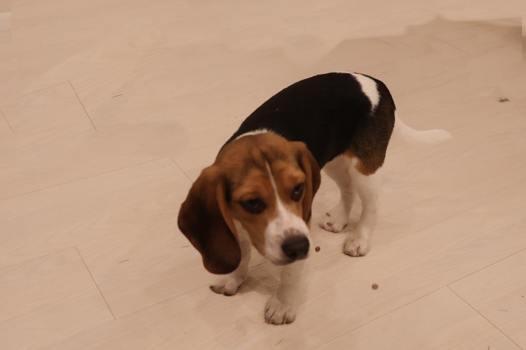 Beagle puppy