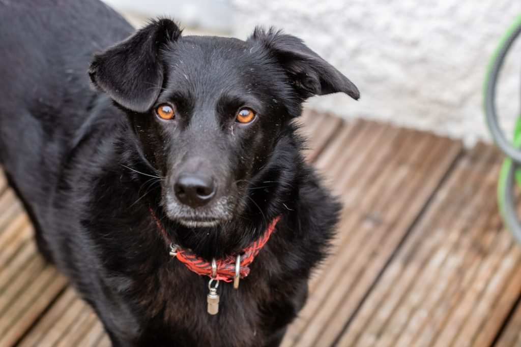 A dog from an animal shelter, going for a walk outside.