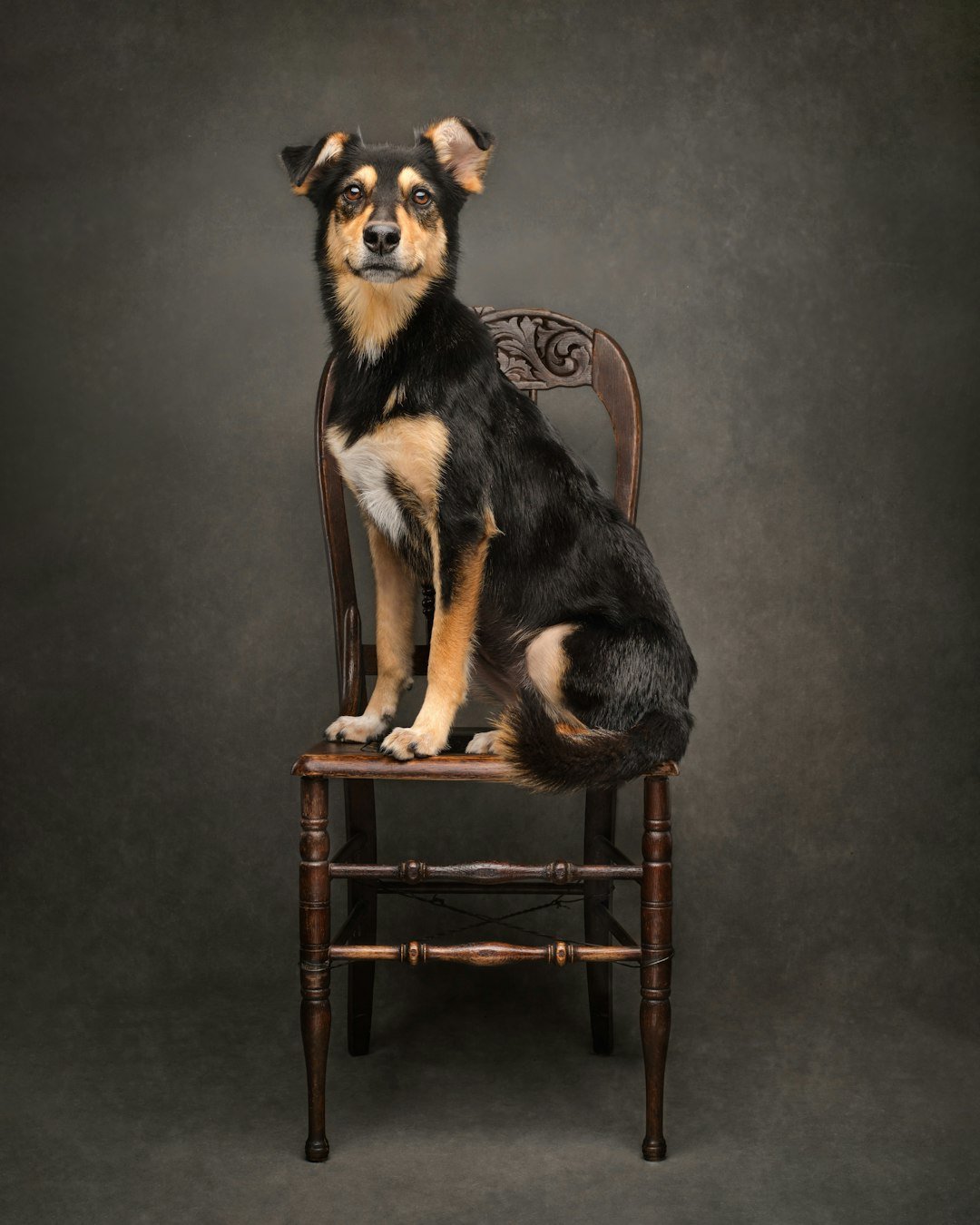 Dog on chair - Rescue dog sitting on an antique chair in a studio portrait. This charming image captures a rescue dog sitting regally on an antique wooden chair, creating a unique and endearing portrait. The dog’s posture is upright and composed, with its gaze directed straight at the camera, exuding a calm and dignified presence. The intricate carvings on the back of the chair add a touch of elegance, contrasting beautifully with the dog’s black, tan, and white coat. The soft studio lighting highlights the textures of both the dog’s fur and the polished wood of the chair