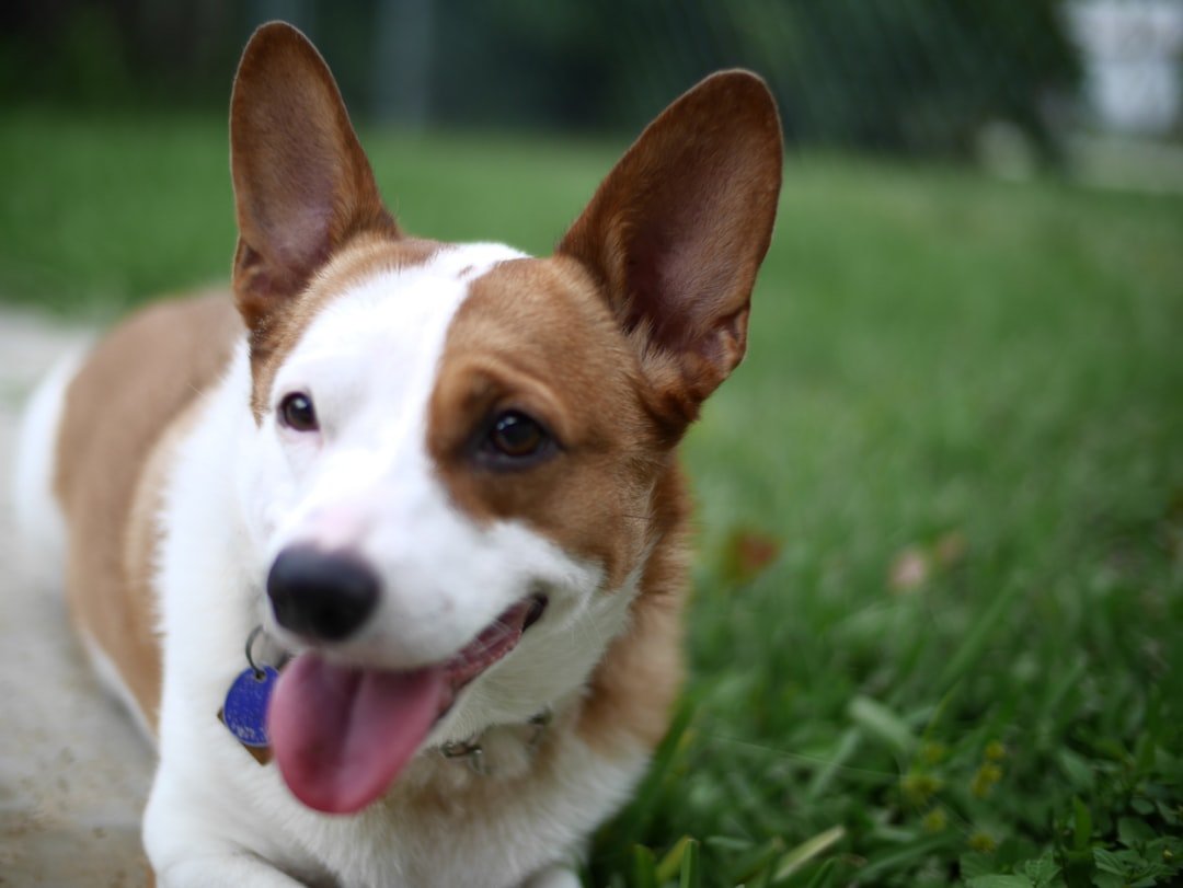 Corgi mix on green background